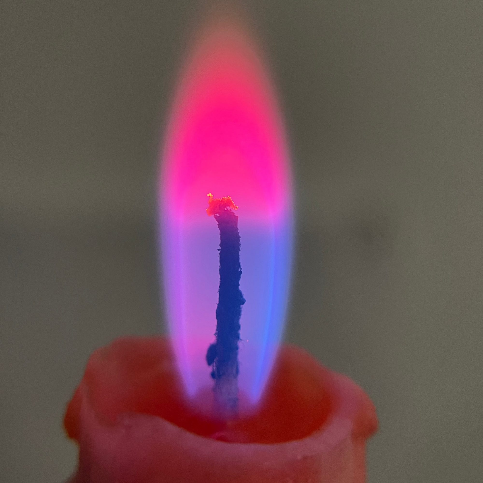 Camellia Tapers - Avauré